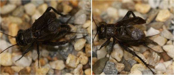 Figure 3: The fall field cricket (Left- G. pennsylvanicus male) and the spring field cricket (Right- G. veletis male) are both found throughout North America.