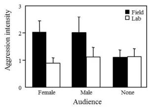 Figure 4. Field-captured males are more aggressive with an audience present than with no audience, while lab-reared males are less responsive to the social environment. Field-captured males are also more aggressive than lab-reared males when an audience is present but similar when no audience is present.