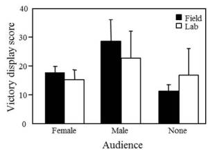 Figure 5. Field-captured males elevate victory display behaviour when a male audience is present, indicating a potential browbeating function (boasting their victory to other males to deter future aggression).