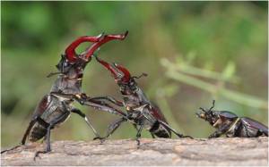 http://wallpaperscraft.com/download/stag_beetle_fight_male_female_36738