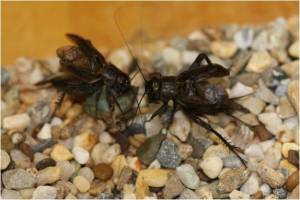 Figure 3. Two male spring field crickets (Gryllus veletis) engaged in a fight (photo credit: Louis Gagnon).