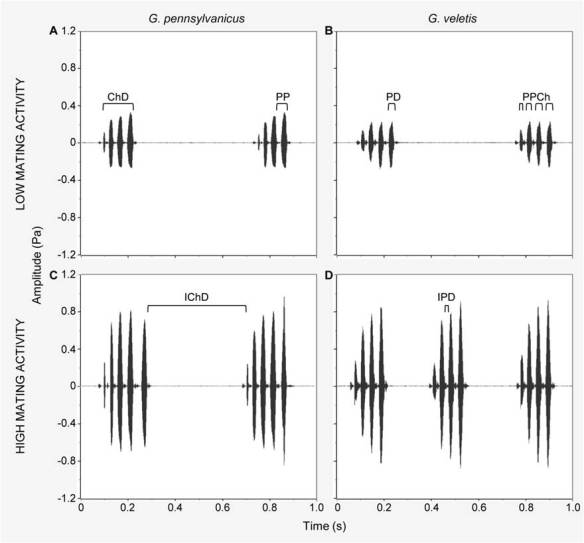 Figure 4: Waveforms of long-distance mate attraction signals of one G. pennsylvanicus and one G. veletis male.  Figures show typical long-distance mate attraction signal for each species and how signaling typically changes during time periods indicative of low (A & B) and high (C & D) mating activity in the wild. Signal fine-scale properties are indicated as follows: ChD = chirp duration; IChD= interchirp duration; PPCh = pulses per chirp; PD = pulse duration; IPD = interpulse duration; and PP = pulse period, which combines PD and IPD.