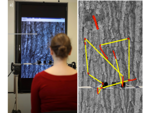 Figure 2 a) Photograph of a human subject hunting on a computer screen for an moth hidden (see grey arrow) on the tree image, b) a close up of the eye-tracking apparatus and the screen with an overlay showing where the subject was looking during their search.